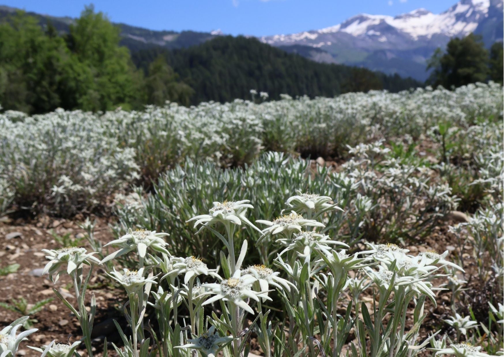 What Makes Alpine Flowers So Powerful for the Skin?