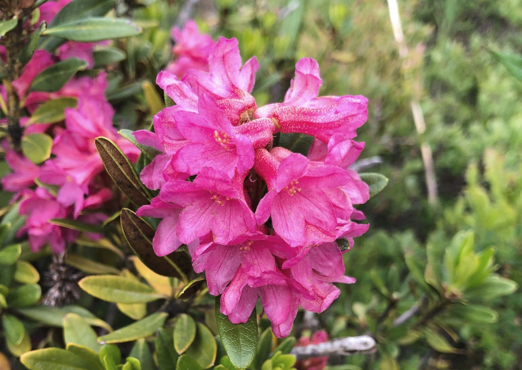 Rhododendron: Beauty Secrets from the Peaks